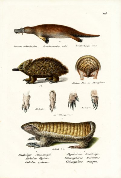 Duckbilled Platypus, 1824 by Karl Joseph Brodtmann